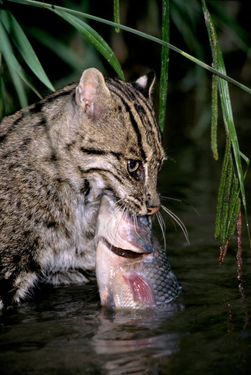 mèo bắt cá
