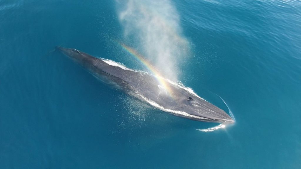 Quần thể cá voi xanh lùn là một nhánh của cá voi xanh