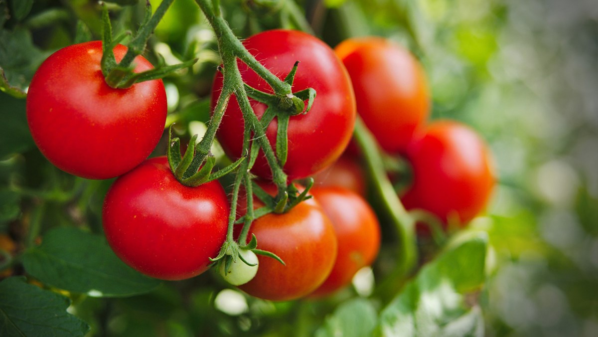 Chất chống oxy hóa lycopene trong cà chua giúp giảm nguy cơ đột quỵ