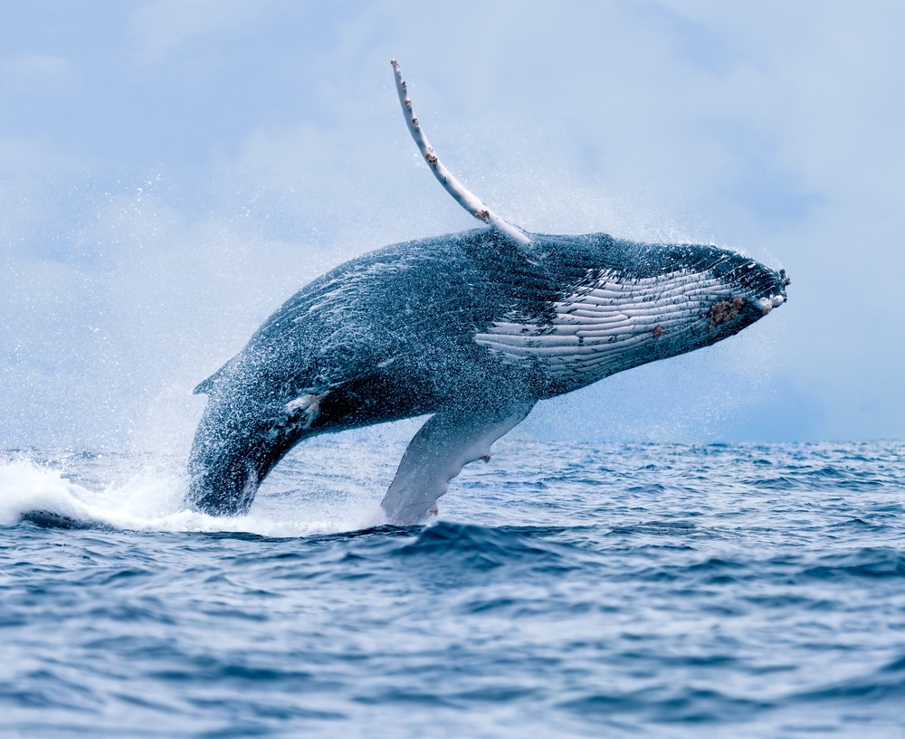 Các nhà khoa học nghiên cứu giống cá voi xanh lùn.