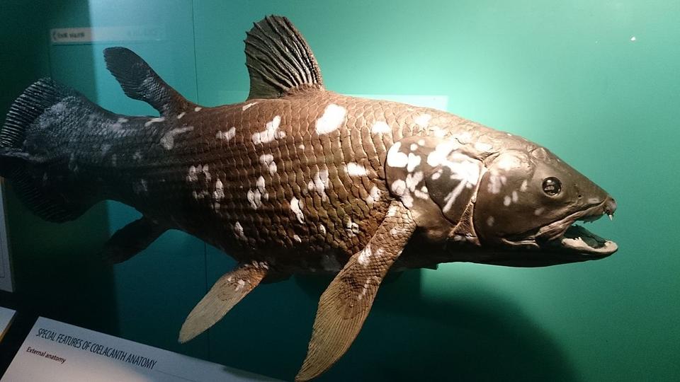 Cá Coelacanth rất quý hiểm và cần được bảo tồn