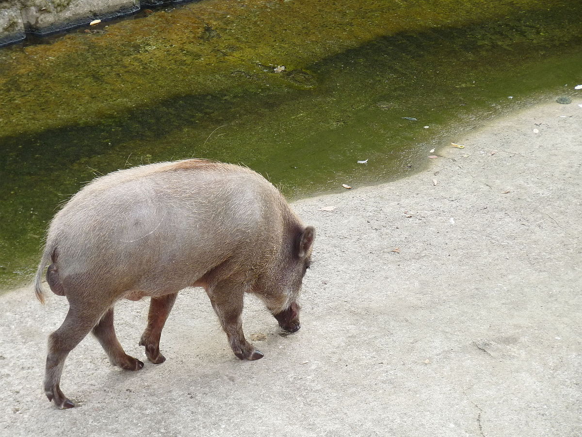 Các nhà khoa học phát hiện lợn rừng nhiễm phóng xạ giao phối với lợn nhà