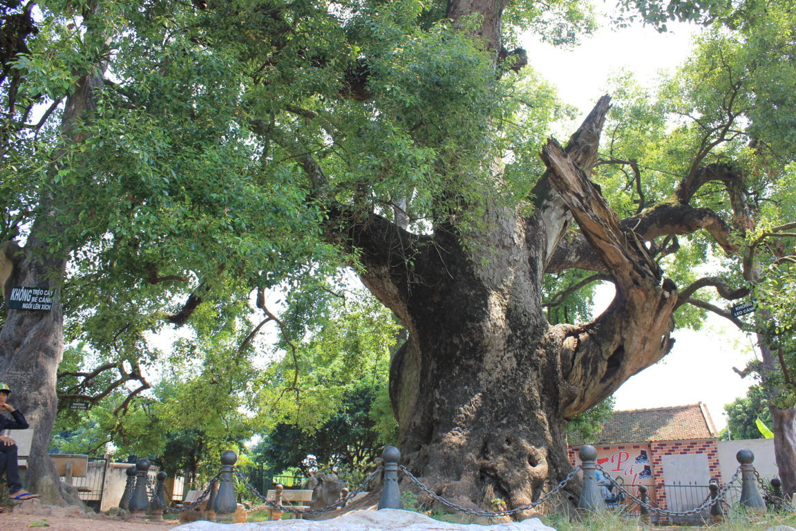 cây dã hương nghìn tuổi