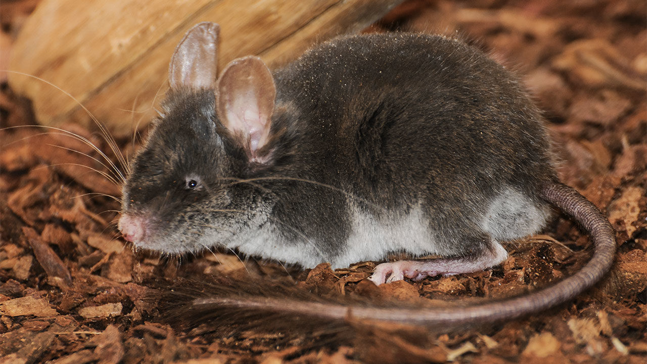 Chuột mù (Typhlomys cinereus) xác định vị trí qua âm thanh