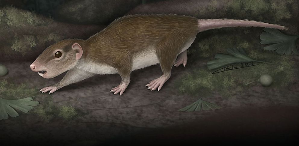Rugosodon eurasiaticus là loài động vật có vú cổ xưa nhất