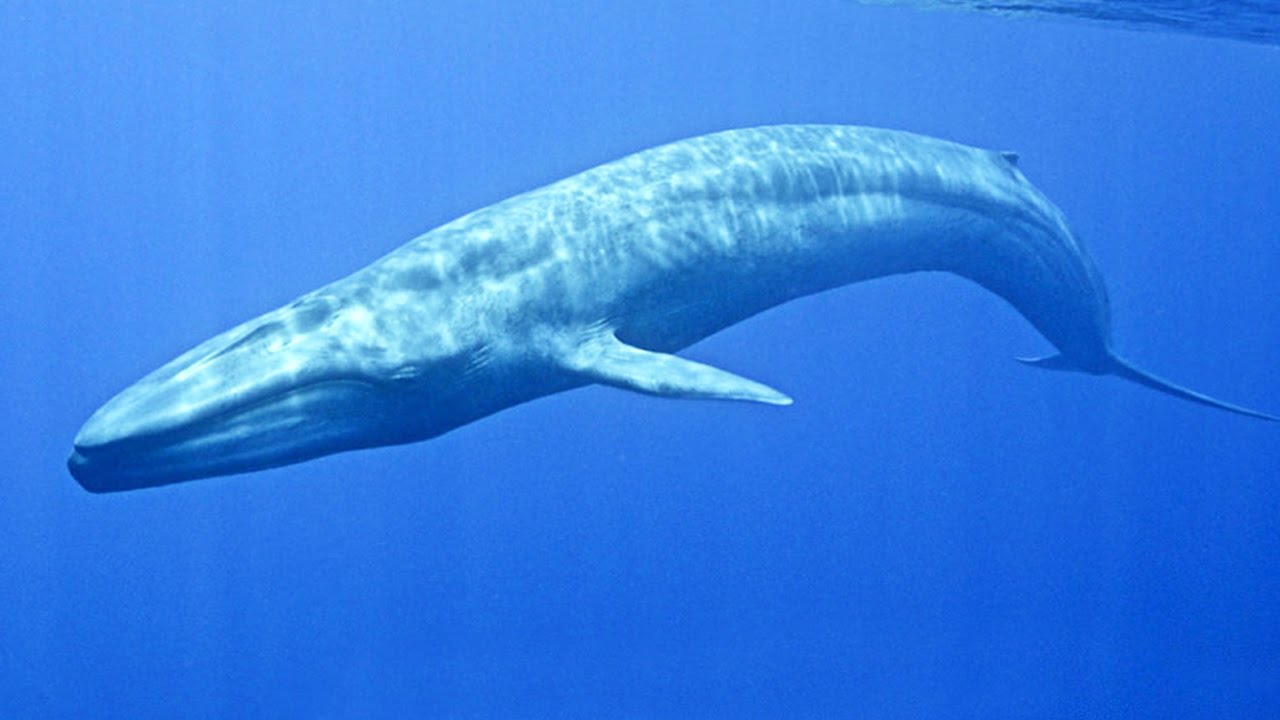 Cá voi xanh sống chủ yếu ở Nam bán cầu
