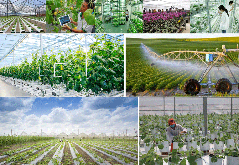 Các mô hình nông nghiệp công nghệ cao