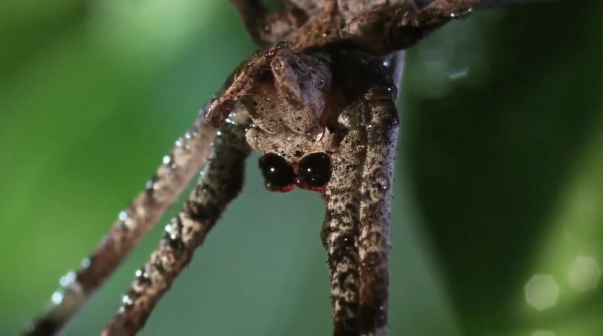 Những con nhện ăn rắn xuất hiện ở nhiều nơi