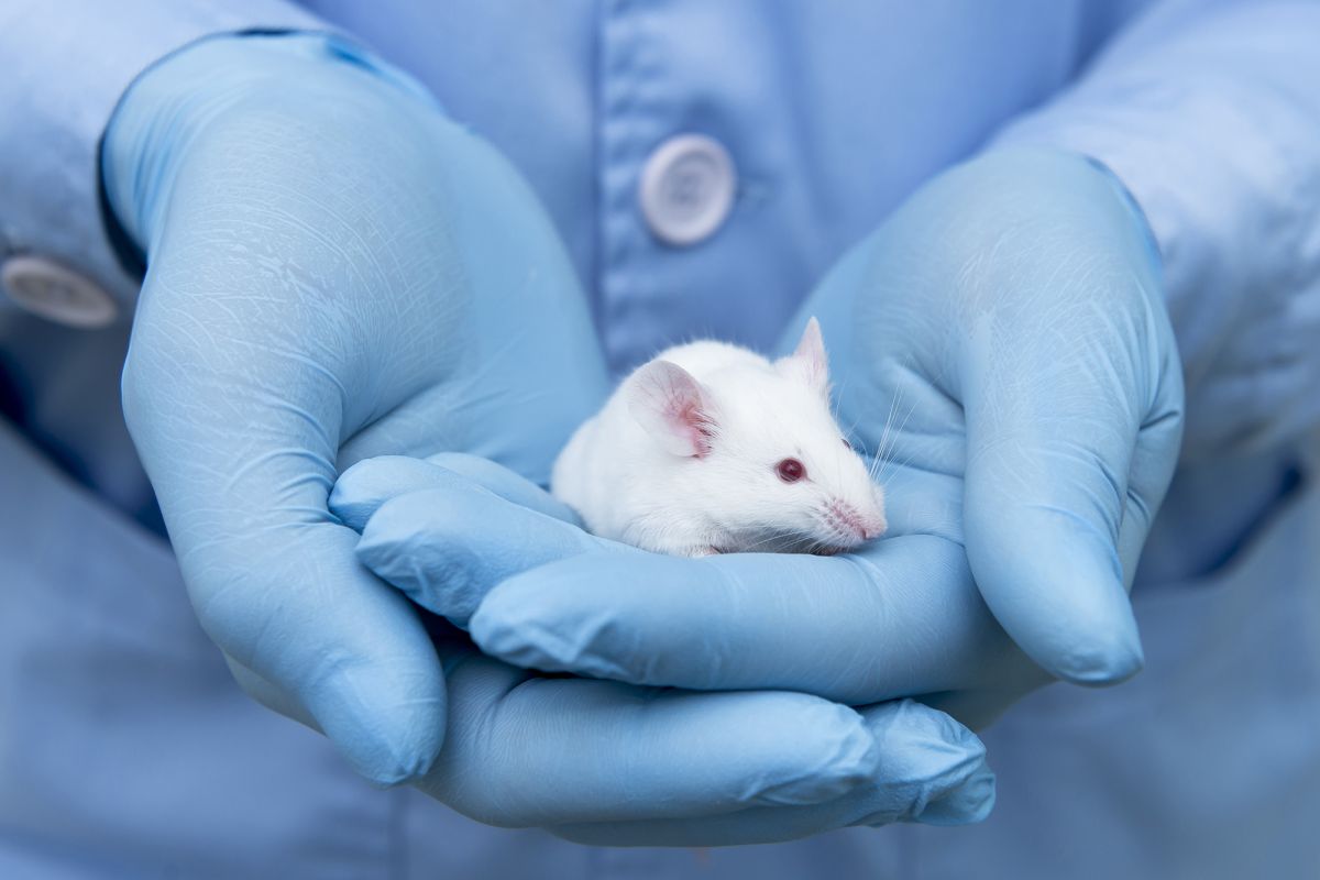 Nghiên cứu về khả năng mang thai và sinh con của chuột đực