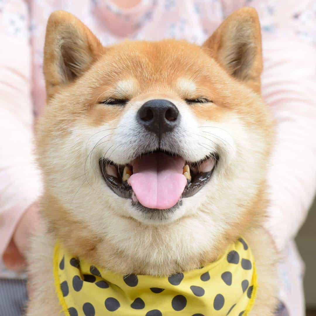 Chó có thể cười
